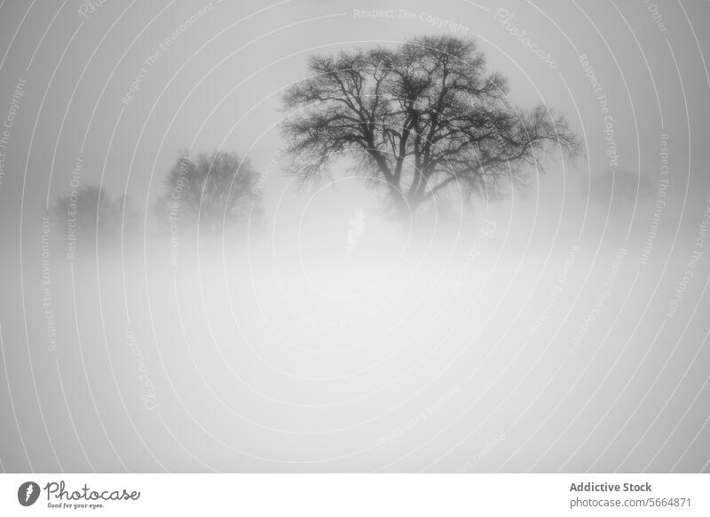 Ätherisches Schwarz-Weiß-Bild von Bäumen, die in dichten Nebel gehüllt sind, wobei sich der zentrale Baum deutlich von dem nebligen Hintergrund abhebt schwarz