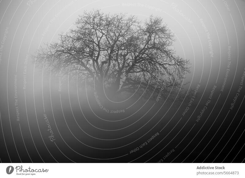 Mysteriöse Schwarz-Weiß-Fotografie einer verschlungenen Baumsilhouette, die aus dem dichten Nebel auftaucht und ein Gefühl von Einsamkeit und Faszination hervorruft