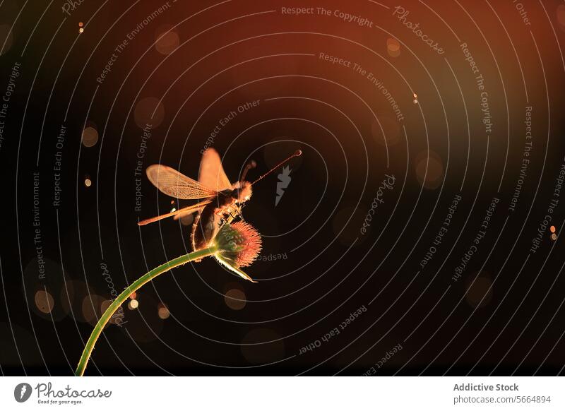 Ein leuchtender Libelloides ictericus, eingefangen in einer warmen Bokeh-Lichtkulisse in der Dämmerung glühend Warmes Licht Insekt Natur Flügel Antennen