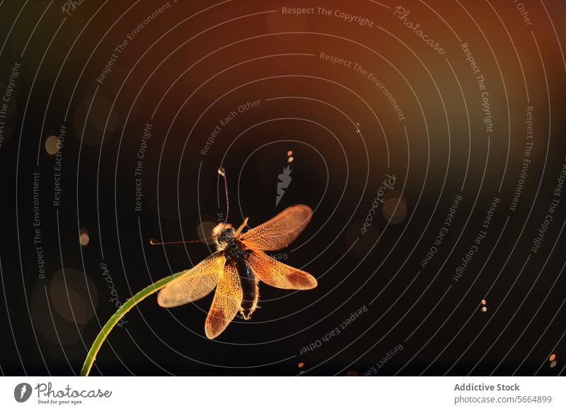 Ein majestätischer Libelloides ictericus sonnt sich im goldenen Licht vor einem dunklen Hintergrund goldenes Licht Insekt Natur Flügel Antennen glühen Dämmerung
