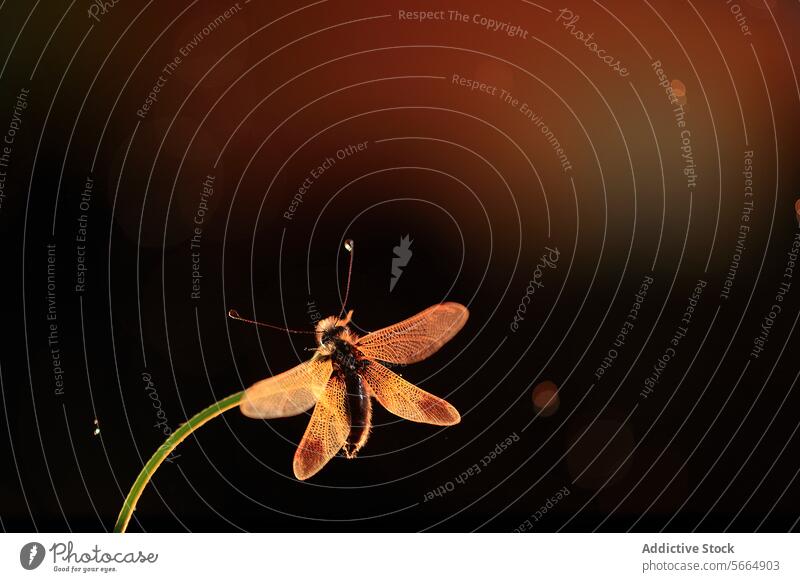 Ein majestätischer Libelloides ictericus sonnt sich im goldenen Licht vor einem dunklen Hintergrund goldenes Licht Insekt Natur Flügel Antennen glühen Dämmerung