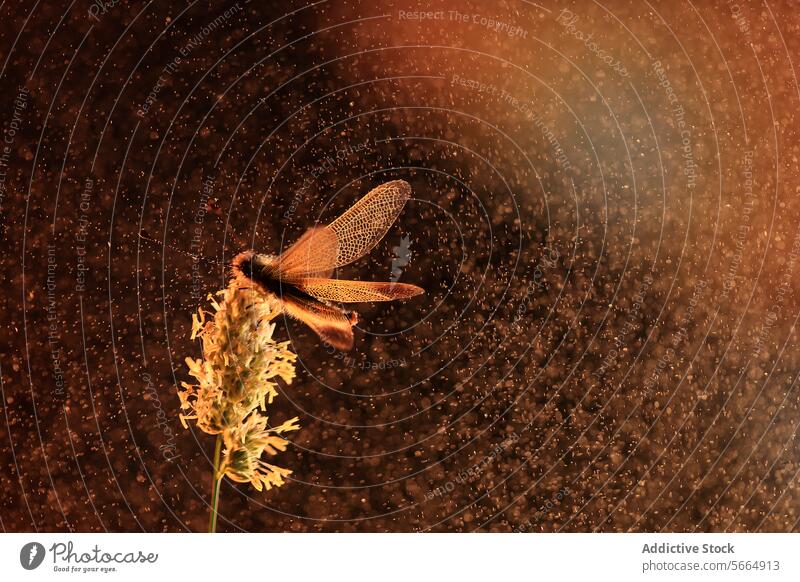 Ein Libelloides ictericus vor einem funkelnden, warmen Hintergrund, der an eine Sternennacht erinnert warmer Hintergrund sternenklar Nacht Insekt Natur Flügel