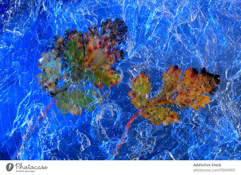Lebendige Eichenblätter, die in blauem Eis schweben, die komplizierten Frostmuster, die den herbstlichen Übergang der Blätter von Grün zu Orange einrahmen
