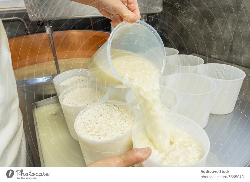 Ein anonymer Käser schöpft fachmännisch den Käsebruch in die Formen, um die fertigen Käseprodukte zu formen und abzubinden Herstellerin schöpfen Quark