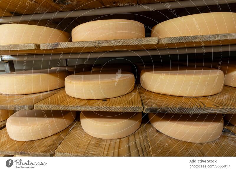 Nahaufnahme von handwerklich hergestellten Käselaiben, die auf Holzregalen in einer kontrollierten Reifungsanlage reifen Kunstgewerbler Rad hölzern Regal