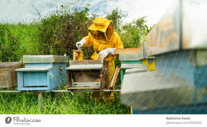 Seitenansicht eines nicht erkennbaren Imkers in gelber Schutzkleidung und weißen Handschuhen, der bei der Arbeit an einem sonnigen Tag einen Bienenstock mit Bienen untersucht