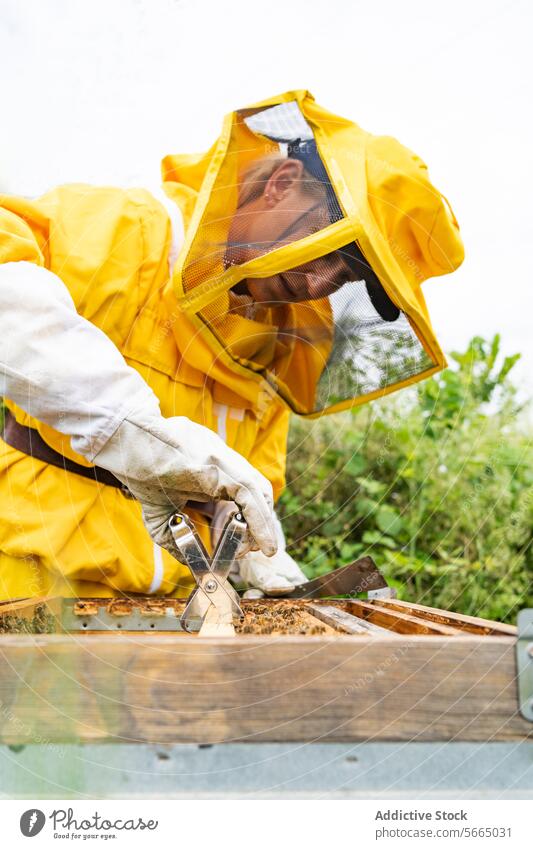 Seitenansicht einer Imkerin in gelber Schutzkleidung und weißen Handschuhen, die einen Bienenstock mit Waben bei der Bienenarbeit an einem sonnigen Tag untersucht