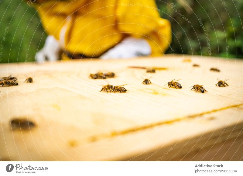 Unbekannter Imker in der Nähe von sitzenden Honigbienen Person Liebling Biene behüten hölzern Handschuh Insekt Bienenkorb Landschaft stehen Anzug Tageslicht