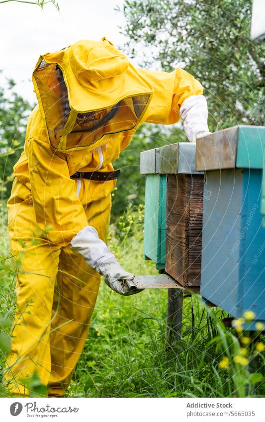 Unbekannter Imker bei der Arbeit im Bienenstock mit Bienenkiste Person Bienenkorb Handschuh professionell behüten Kasten Anzug Landschaft hölzern prüfen