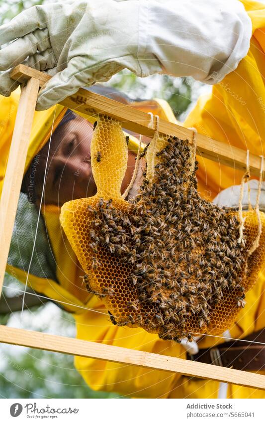 Unbekannter Imker in gelber Schutzkleidung und weißen Handschuhen bei der Untersuchung eines Bienenstocks mit Waben und Bienen während der Bienenarbeit an einem sonnigen Tag