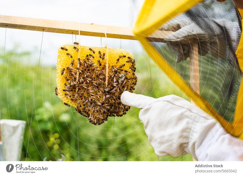 Unbekannter Imker zeigt Bienen auf Waben Person gestikulieren behüten Rahmen Anzug Handschuh Landschaft Bienenkorb Natur Tracht Insekt Gerät Liebling zeigen