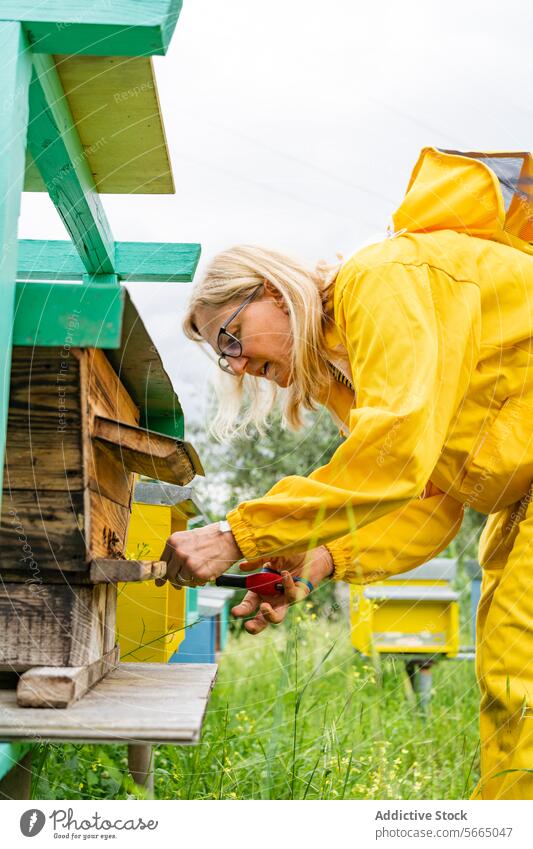 Erwachsene Frau bei der Arbeit im Bienenstock Imker gesamt Rahmen Bienenkorb Fokus Brille reif Beruf Wabe professionell Prozess gelb Gerät Werkzeug Landschaft
