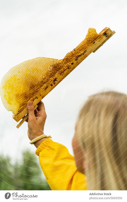 Anonyme Frau mit Armband und Honigwabe im Bienenstock Wabe prüfen Imker Dame behüten Bienenkorb Uniform Pflanze Park Hand lässig organisch Liebling