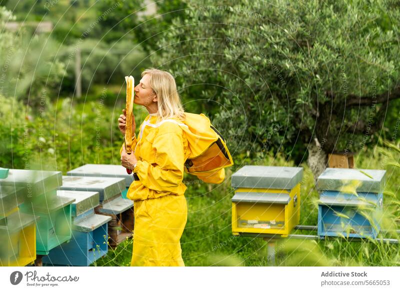 Imker riecht an den Honigwaben im Bienenstock Frau Wabe Bienenkorb riechen Rahmen gesamt Arbeit behüten stehen Job professionell prüfen Liebling Erwachsener