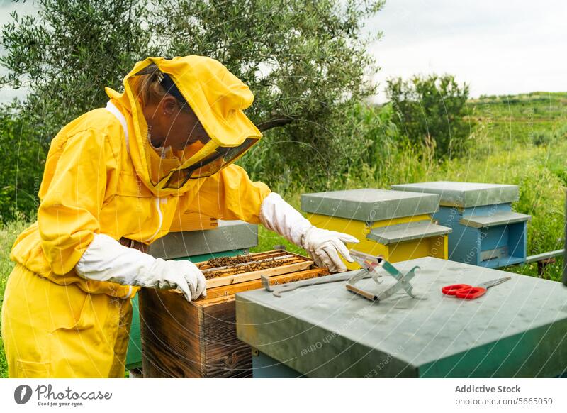 Seitenansicht eines nicht erkennbaren Imkers in gelber Schutzkleidung und weißen Handschuhen, der bei der Arbeit an einem sonnigen Tag einen Bienenstock mit Bienen untersucht