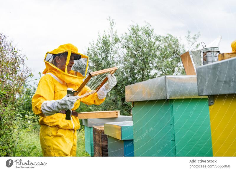 Konzentrierte reife Frau im gelben Imkerschutzanzug bei der Arbeit im Bienenstock, wo sie an einem sonnigen Tag einen Bienenstockrahmen auf der Arbeitsfläche aufbaut