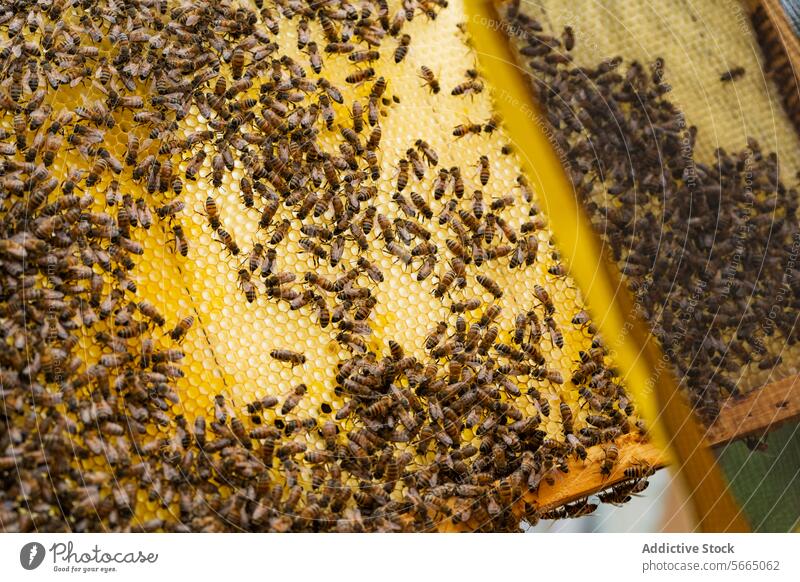 Holzrahmen mit Waben und sitzenden Bienen im Tageslicht Imker hölzern Rahmen Insekt Landschaft Natur Bienenkorb tagsüber Baum organisch ländlich Umwelt Sommer