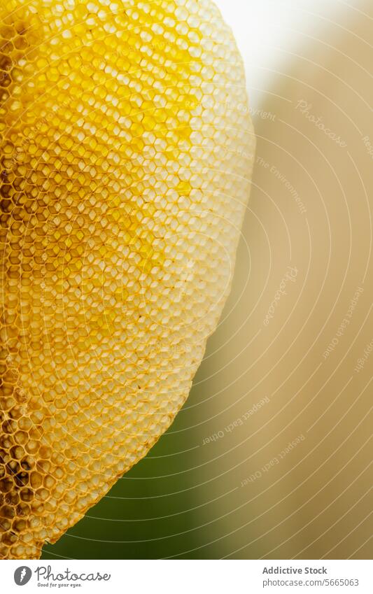 Textur und Muster von Waben Liebling süß Bienenzucht natürlich organisch Gesundheit Hintergrund Lebensmittel Produkt Bestandteil geschmackvoll Ernährung lecker