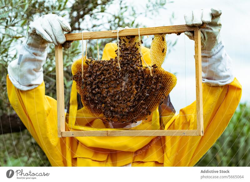 Unbekannter Imker in gelber Schutzkleidung und weißen Handschuhen bei der Untersuchung eines Bienenstocks mit Waben und Bienen während der Bienenarbeit an einem sonnigen Tag