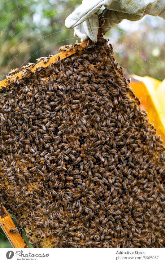 Unbekannter Imker prüft Honigwaben auf einem Holzrahmen Hand Wabe hölzern Rahmen Biene Insekt Landschaft Natur Bienenkorb tagsüber Baum organisch ländlich
