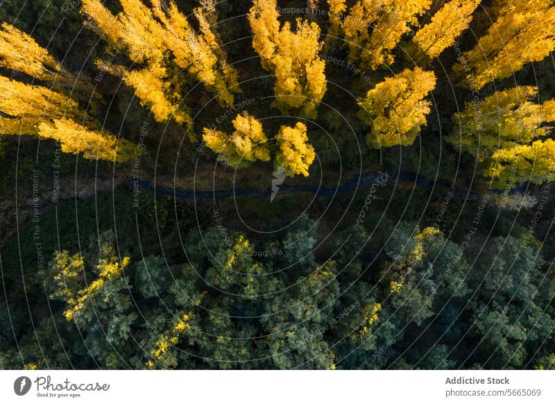 Luftaufnahme der kontrastreichen Herbstfarben in der Landschaft von Alcarria mit einem sich schlängelnden Bach, umgeben von einem Mosaik aus goldgelben und tiefgrünen Bäumen