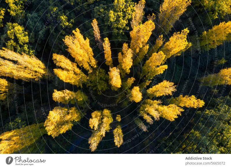 Luftaufnahme von sonnenbeschienenen goldenen Baumkronen, die inmitten von dunklerem grünen Laub in der Landschaft von Alcarria nach außen strahlen Antenne