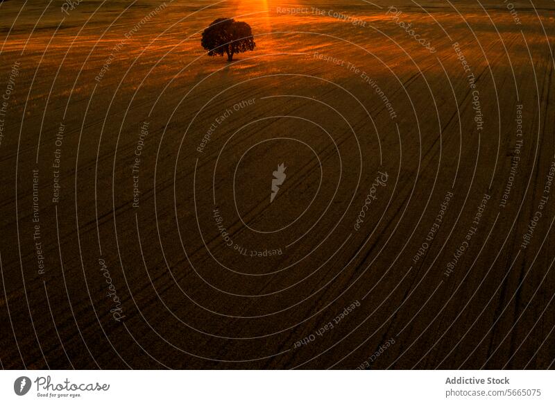 Die untergehende Sonne wirft einen goldenen Schein auf einen einsamen Baum in den weiten Feldern von Alcarria und schafft eine dramatische Szene Antenne
