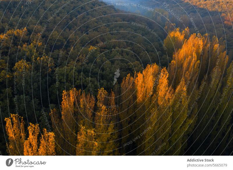 Goldenes Licht taucht die Baumkronen von Alcarria in der Abenddämmerung in einen Kontrast zum tiefen Grün des umliegenden Waldes Antenne Guadalajara golden grün