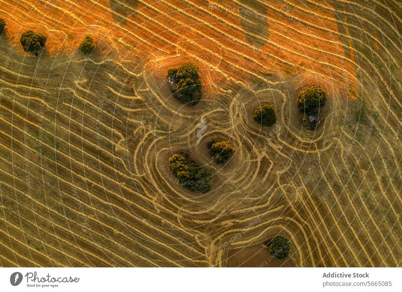 Luftaufnahme, die die komplizierten Muster der gepflügten Felder und Bäume in der Region Alcarria während der goldenen Stunde einfängt Antenne Guadalajara