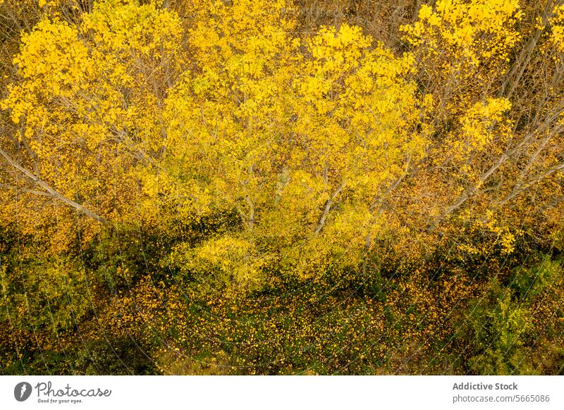 Blick von oben auf die dichten Baumkronen in Alcarria, die sich in einer leuchtenden Mischung aus gelben Herbstblättern und dem dunkleren Grün des Laubes präsentieren