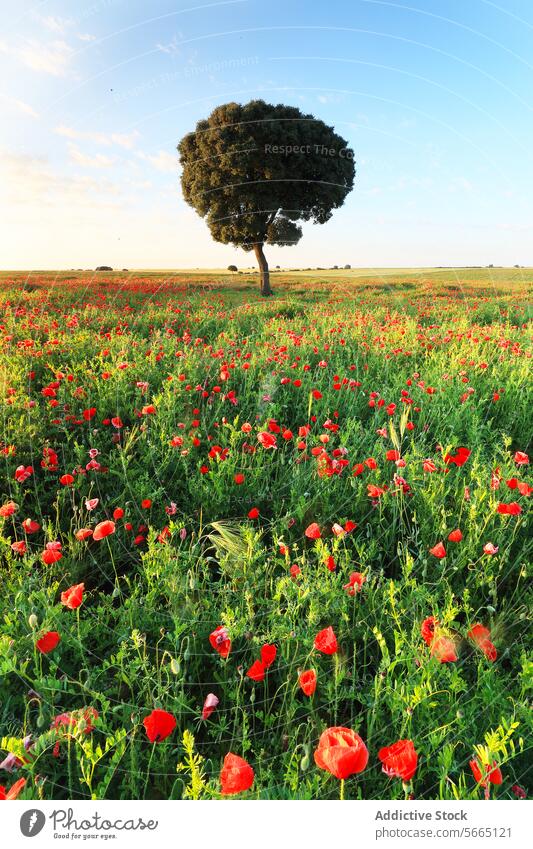 Ein einzelner Baum steht inmitten eines Feldes voller roter Mohnblumen, unter dem klaren blauen Himmel einer lebendigen ländlichen Landschaft Blauer Himmel
