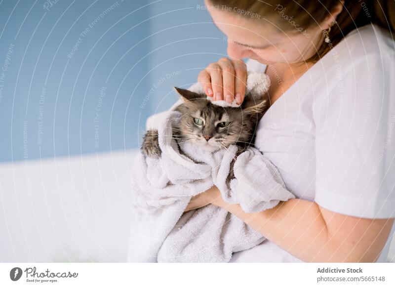 Eine zufriedene grau getigerte Katze, die von einer Frau nach dem Baden zu Hause in ein weißes Handtuch gekuschelt wird Kuscheln Tabby Inhalt eingewickelt