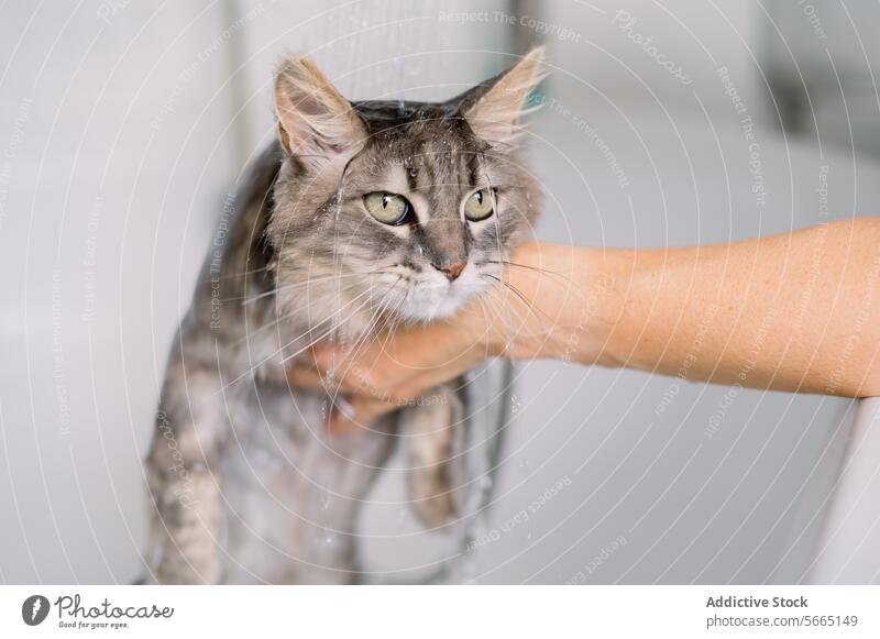 Eine unzufriedene grau getigerte Katze, die von einer beschnittenen, nicht erkennbaren Person unter einer Dusche gebadet wird, wobei das Wasser über ihren Kopf läuft