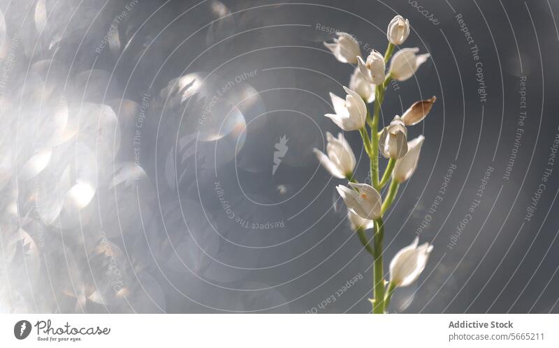 Weiße Orchideenblüten, hervorgehoben durch ein weiches Gegenlicht, schaffen eine ruhige Komposition mit Bokeh-Effekt weiß Blütezeit hintergrundbeleuchtet