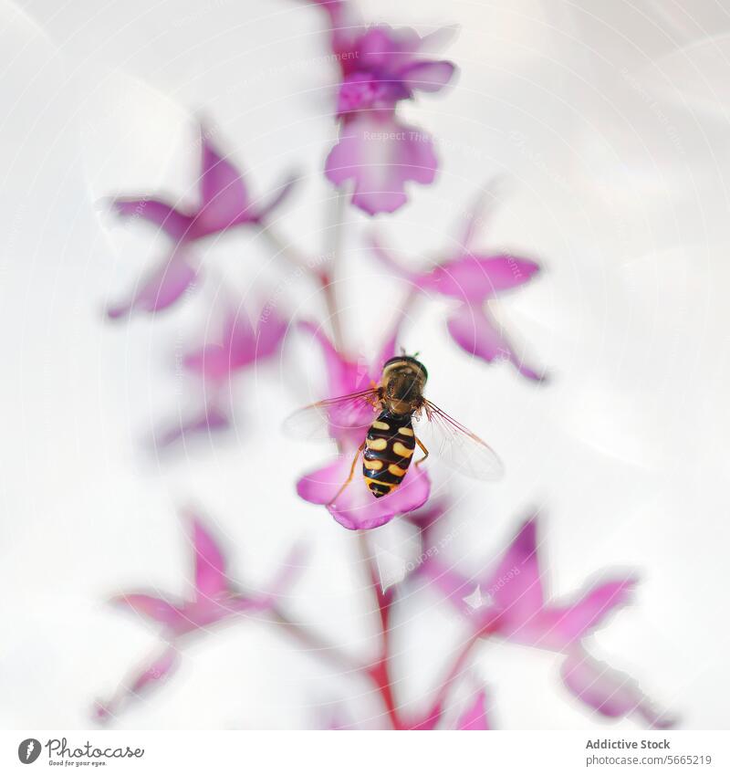 Schwebende Fliege auf den leuchtend rosafarbenen Blütenblättern einer Orchis mascula vor einem strahlend weißen Hintergrund Schwebfliege