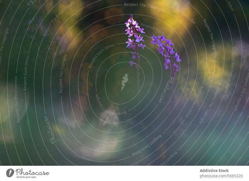 Orchis Mascula inmitten eines traumhaften Licht- und Schattenspiels, das eine heitere, mystische Atmosphäre schafft Knabenkraut (Orchis mascula) hoch