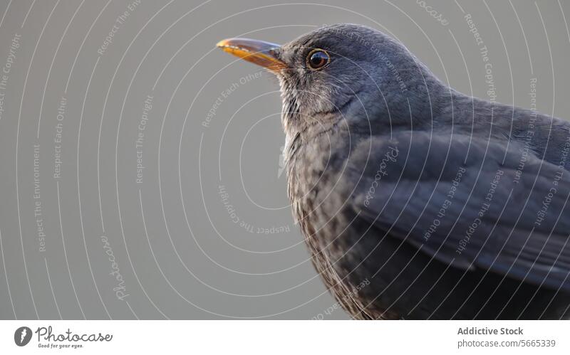 Nahaufnahme einer Amsel mit scharfem Blick und glänzendem Gefieder vor einem weichen grauen Hintergrund Vogel Porträt glänzende Feder Auge Schnabel Natur