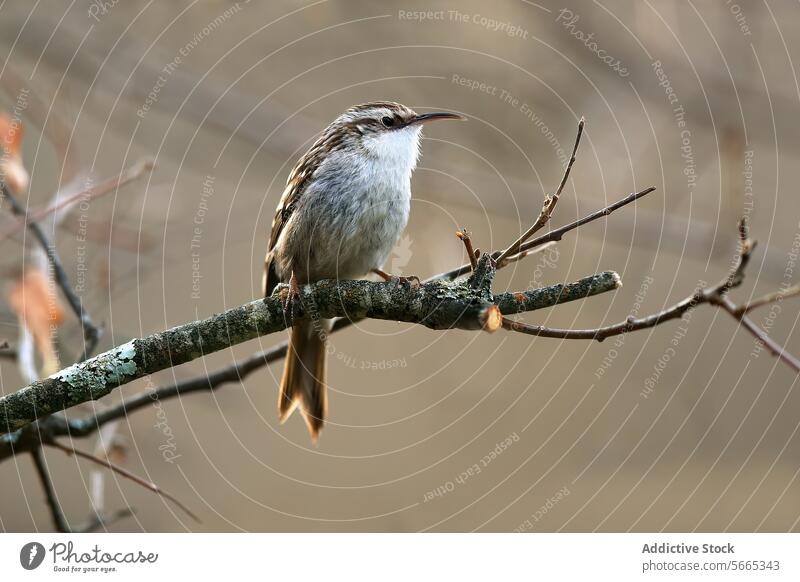 Ein kleiner Vogel mit schlankem Schnabel hockt aufmerksam auf einem kahlen Ast und schaut weg gehockt schmaler Schnabel Natur Tierwelt achtsam Feder