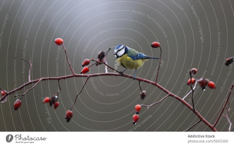 Blaumeise auf einem Zweig mit roten Beeren vor einem gedämpften Hintergrund Vogel Barsch rote Beeren Ast Natur Tierwelt gedämpfter Hintergrund Feder klein