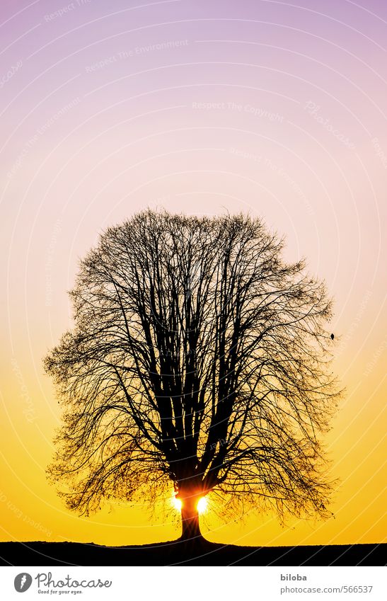 Baum am Horizont im Gegenlicht eines Sonnenunterganges mit einsamem Vogel auf Ast. Sonnenaufgang Silhouette Linde Natur Pflanze Stimmung Romantik Tier