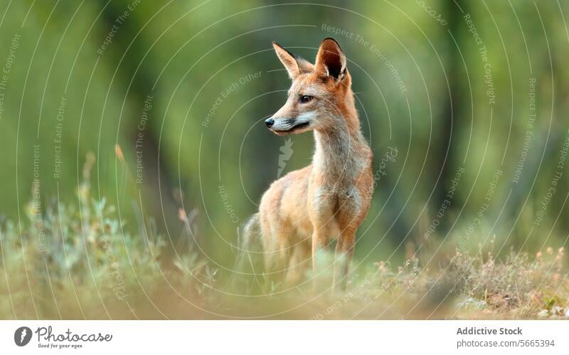 Ein junger Rotfuchs steht elegant auf einer Waldlichtung und starrt auf etwas in der Ferne Fuchs rot Tierwelt Natur Stehen Starrer Blick jugendlich wild