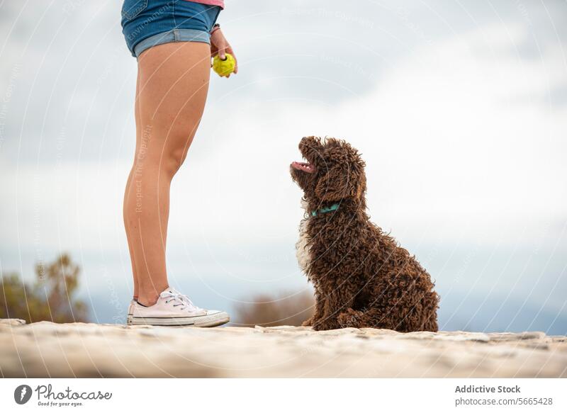 Seitenansicht eines spanischen Wasserhundes, der an einem bewölkten Tag in einer steinigen Landschaft sehnsüchtig auf den Wurf eines Tennisballs durch seinen beschnittenen, nicht erkennbaren Besitzer wartet