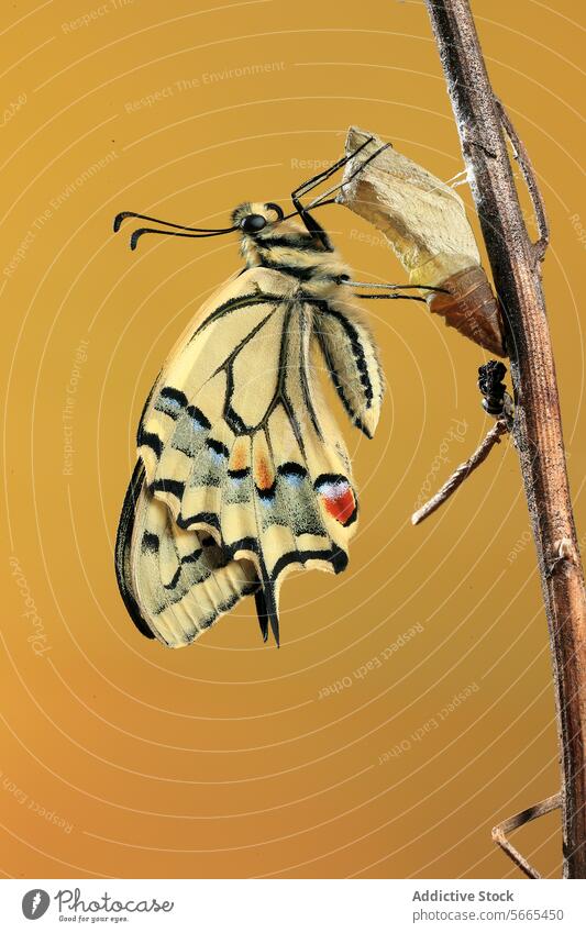 Der frisch geschlüpfte Schmetterling Papilio machaon trocknet seine Flügel neben seiner Puppe auf einem Zweig vor einem senfgelben Hintergrund Entstehung