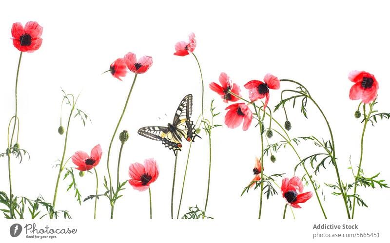 Ein auffälliger Schwalbenschwanz-Schmetterling aus der Alten Welt flattert zwischen zarten roten Mohnblumen auf einem sauberen weißen Hintergrund