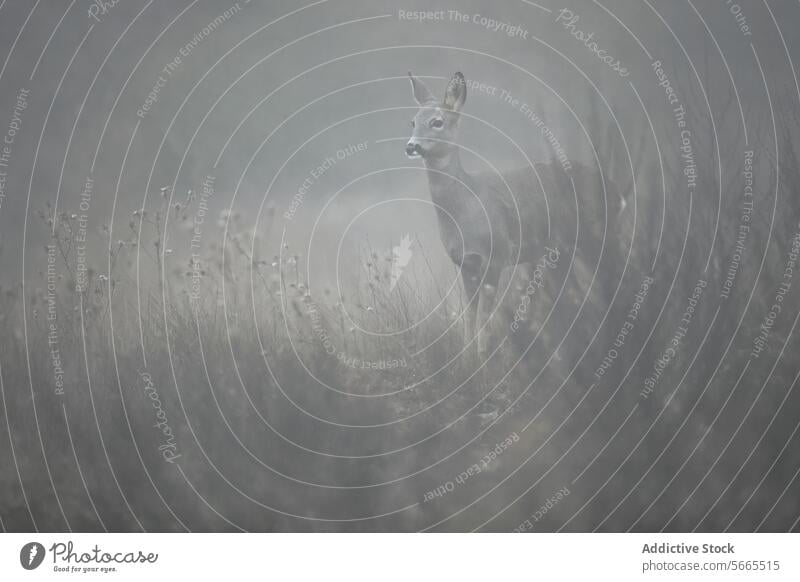 Ein einzelnes Reh, das wachsam im dichten Nebel eines Feldes steht, mit dem sanften Schein des späten Nachmittagslichts als ätherische Kulisse Stehen Tierwelt