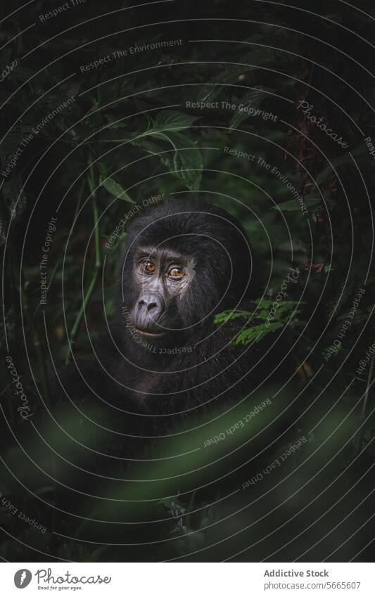 Ein Berggorilla mit nachdenklichen Augen taucht aus dem dunklen Grün des Bwindi Impenetrable Forest auf Gorilla Berge u. Gebirge besinnlich dunkel bwindi