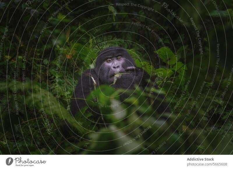Ein Berggorilla mit nachdenklichem Blick inmitten des dichten Grüns des Bwindi Impenetrable Forest Gorilla Berge u. Gebirge reflektierend Starrer Blick bwindi