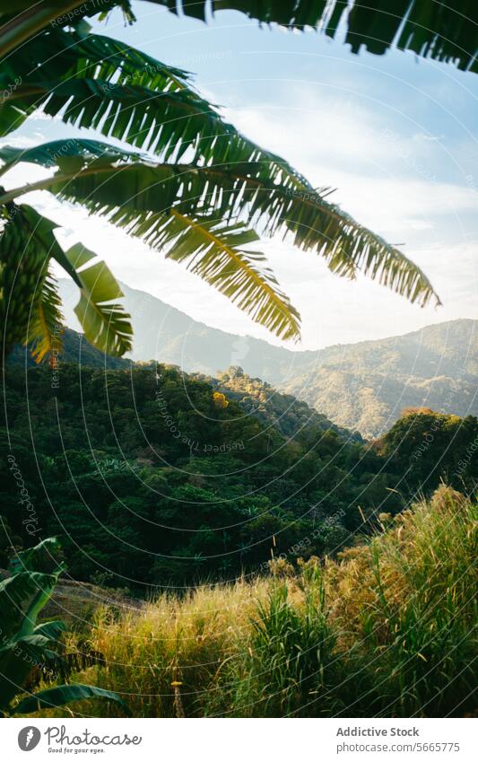 Tropische Berglandschaft, die durch das Laub in Minca, Kolumbien, hindurchscheint tropisch Berge u. Gebirge Landschaft Laubwerk grün Klarer Himmel Natur Ansicht
