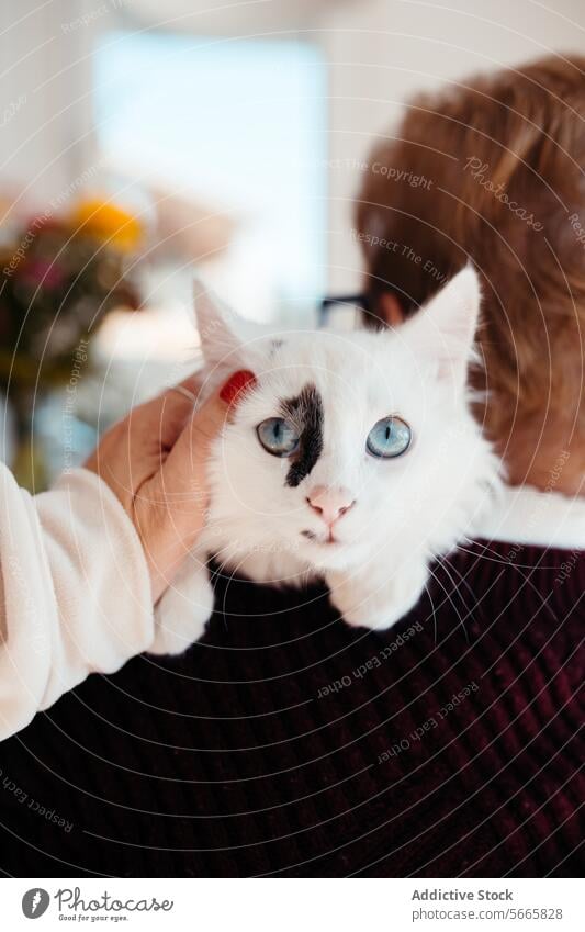 Nahaufnahme einer weißen Katze mit blauen Augen, die von einer ausgeschnittenen, nicht erkennbaren Person gehalten und angestarrt wird blaue Augen Beteiligung