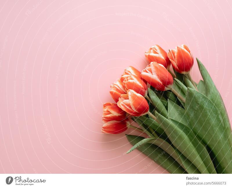 Strauß roter Tulpen auf rosa Hintergrund Tulpenstrauß rote Tulpe Frühling Haufen Tulpenhintergrund Ästhetik Blume schön Textfreiraum Champagne März Beginn
